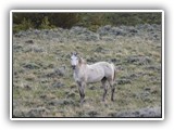 Wildlife
