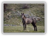 Wildlife