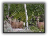 Wildlife