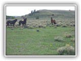 Wildlife
