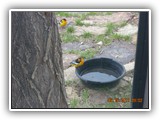 Wildlife
