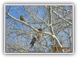 Wildlife
