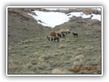 Wildlife
