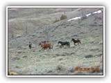 Wildlife
