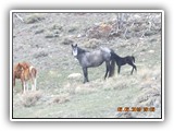 Wildlife
