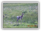 Wildlife
