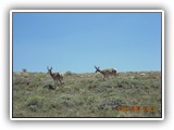 Wildlife

