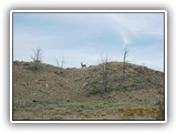 Wildlife
