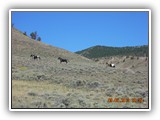 Wildlife
