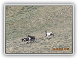 Wildlife
