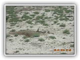 Wildlife
