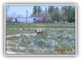 Wildlife
