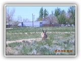 Wildlife
