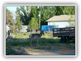 Wildlife
