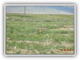 Wildlife
