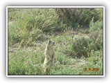 Wildlife
