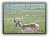 Wildlife
