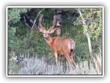 Wildlife