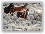 Wildlife