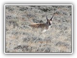 Wildlife