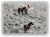 Wildlife
