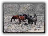 Wildlife