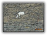Wildlife